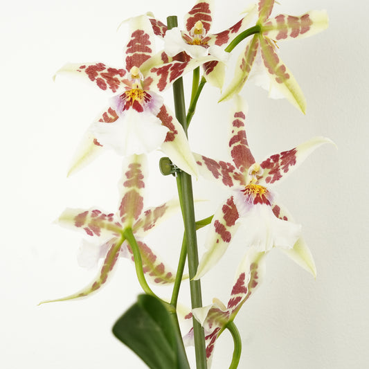Dancing Ladies Orchid | White Renaissance | Rare Orchid | Indoor Plants