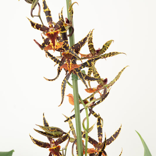 Spider Orchid | Orange | Products