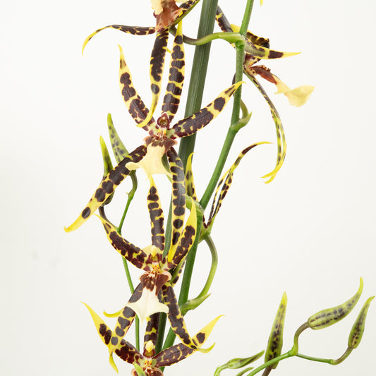 Spider Orchid | Banana | Rare & Unusual Plants