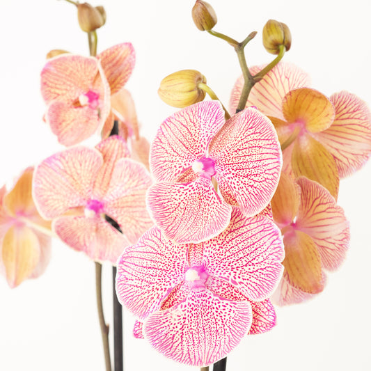 Phalaenopsis Orchid | Very Maple | Black Friday Indoor Plants