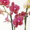 Phalaenopsis Orchid | Lilo