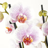 Phalaenopsis Orchid | Ursula