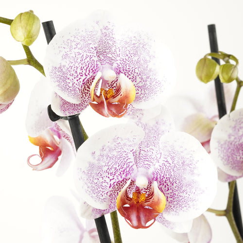 Phalaenopsis Orchid | Ursula