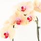 Phalaenopsis Orchid | Caribbean Dream