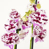 Phalaenopsis Orchid | Speechless Elegance