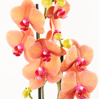 Phalaenopsis Orchid | Surfsong