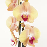 Phalaenopsis Orchid | Lion King