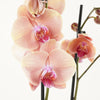 Phalaenopsis Orchid | Rapunzel