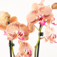 Phalaenopsis Orchid | Dragon Heart