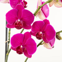 Phalaenopsis Orchid | Vivaldi