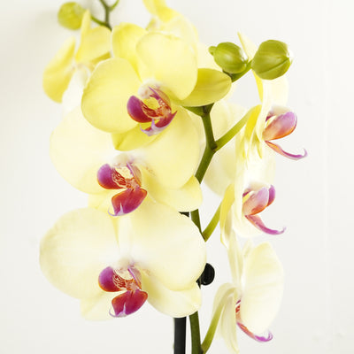 Phalaenopsis Orchid | Miraflor - Indoor Plants