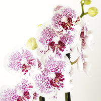 Phalaenopsis Orchid | Bounty