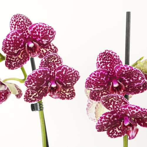 Phalaenopsis Orchid | Wildcat