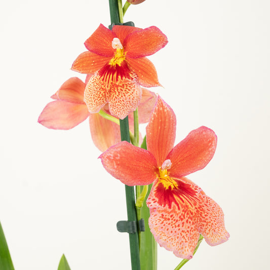 Burrageara Orchid | Nelly Isler Orange | Pet Safe Plants