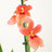 Orchid Plants