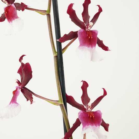 Cambria Orchid | Renaissance | Mild Fragrance | Perfect Plants for Under £30