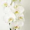 White Phalaenopsis Orchid