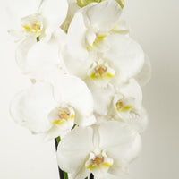 White Phalaenopsis Orchid