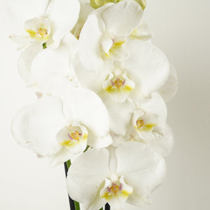 White Phalaenopsis Orchid - Indoor Plant