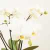 Phalaenopsis Orchid | Theatro Funk