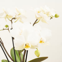 Phalaenopsis Orchid | Theatro Funk