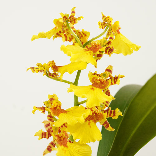 Butterfly Orchid | Honeybee