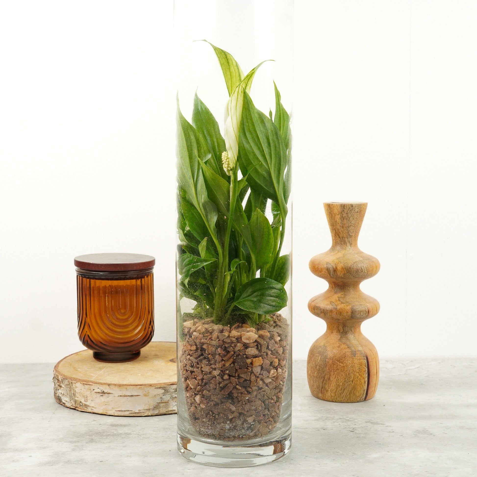 Peace Lily | Chopin