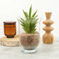 Snake Plant | Starshooter