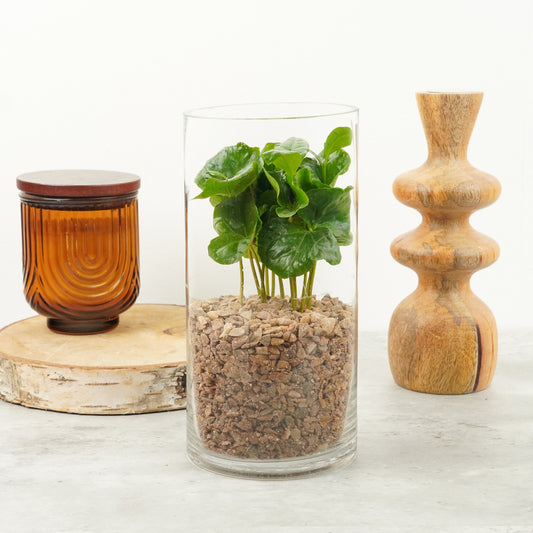 Coffee Gift | Arabica | Air Purifying Plants