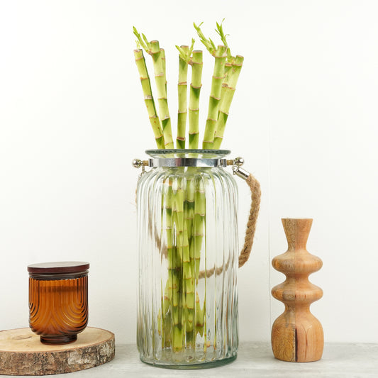 Lucky Bamboo | Hurricane Vase | Potted Houseplants