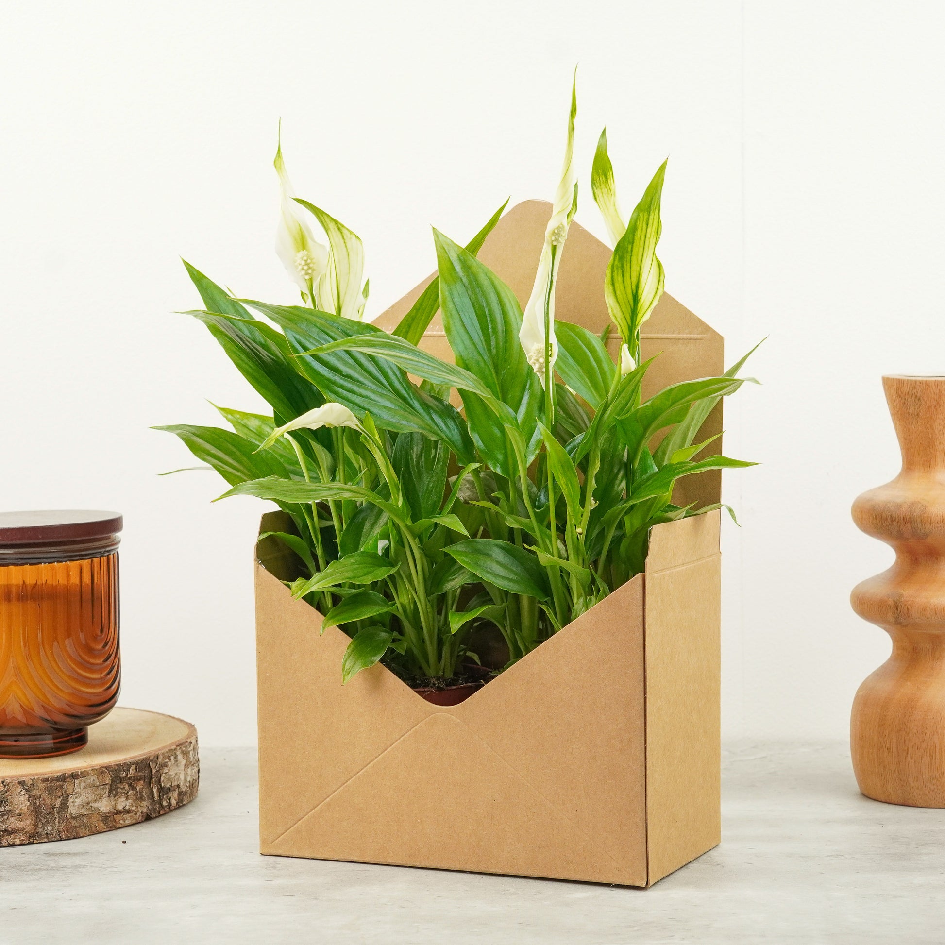 Peace Lily | Chopin
