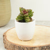 Crassula | Benjamin Rubra