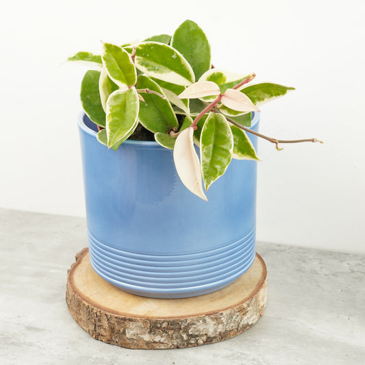 Wax Plant | Krimson Queen | Climbing & Vine Plants