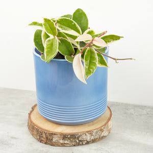 Wax Plant | Krimson Queen - Indoor Plant