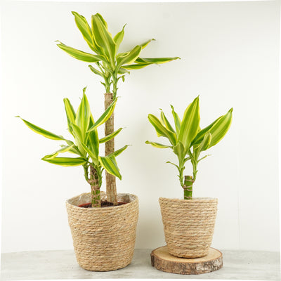 Palm | Golden Queen - Indoor Plants