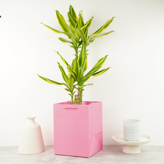 Palm | Golden Queen | Potted Houseplants