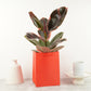 Rubber Plant | Belize