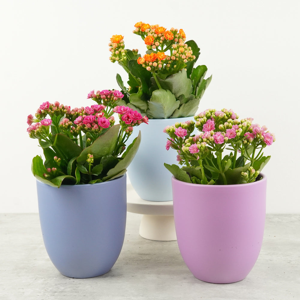 Indoor Kalanchoe Rainbow Radiance | Plant Bundle | 3 X PLANTS | 3 X POTS | Indoor Plant Bundle