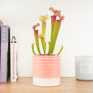 Judith | Trumpet Pitcher Plant | Fly Catcher - Indoor Plant