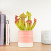 Trumpet Pitcher Plant | Fly Catcher | Swizzle