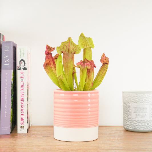 Trumpet Pitcher Plant | Fly Catcher | Maroon | Mother's Day