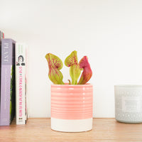 Hans | Trumpet Pitcher Plant | Fly Catcher