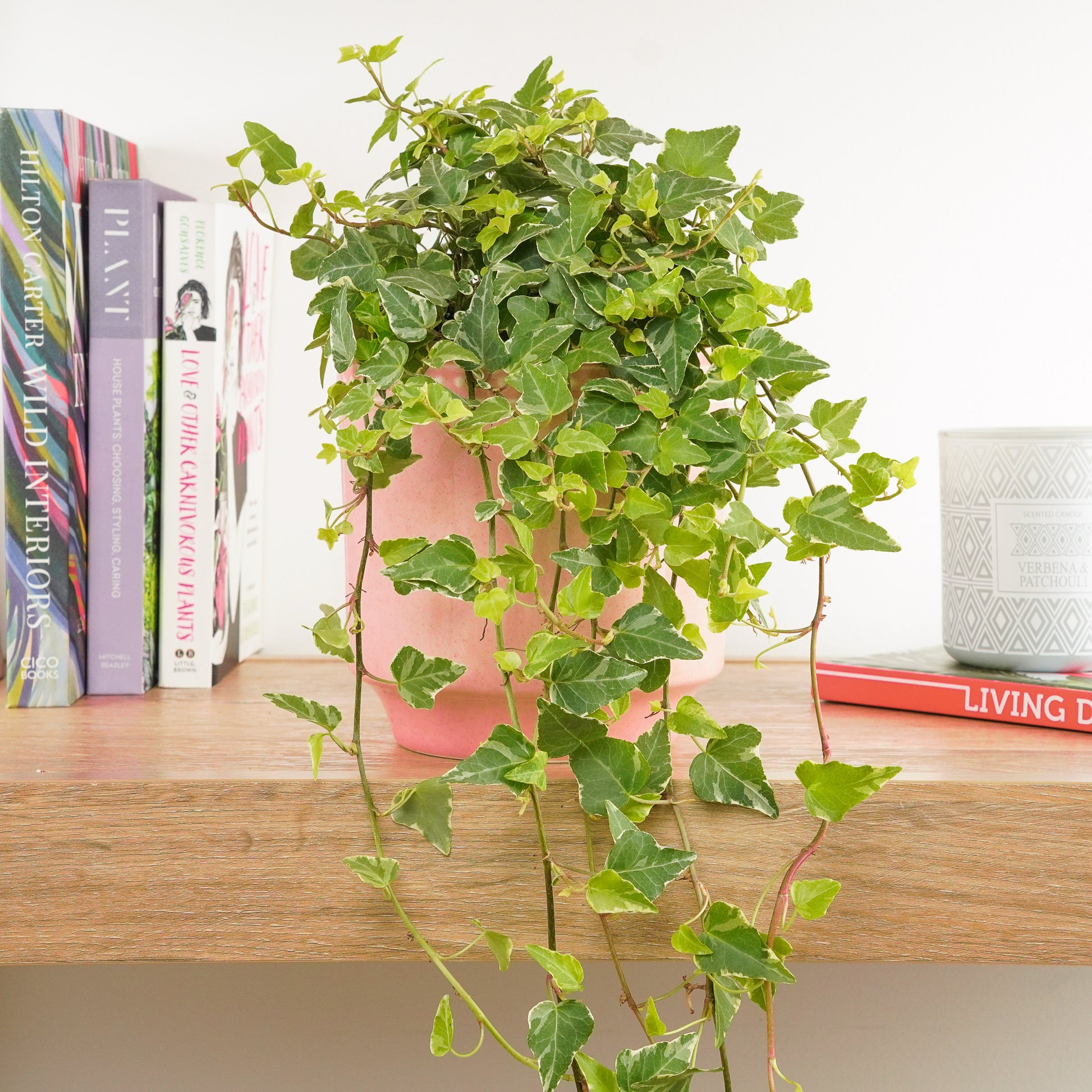 hedera indoor plant English Ivy