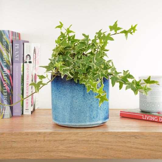 English Ivy | Mona Lisa | Air Purifying Plants