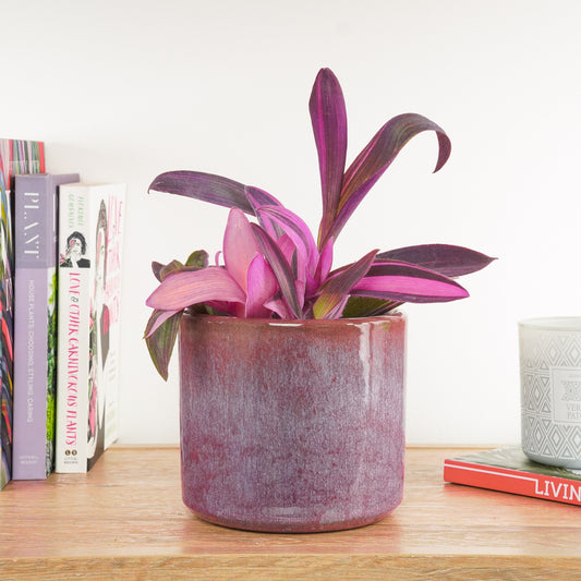 Wandering Dude | Variegated Purple Heart | Potted Houseplants