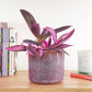 Wandering Dude | Variegated Purple Heart