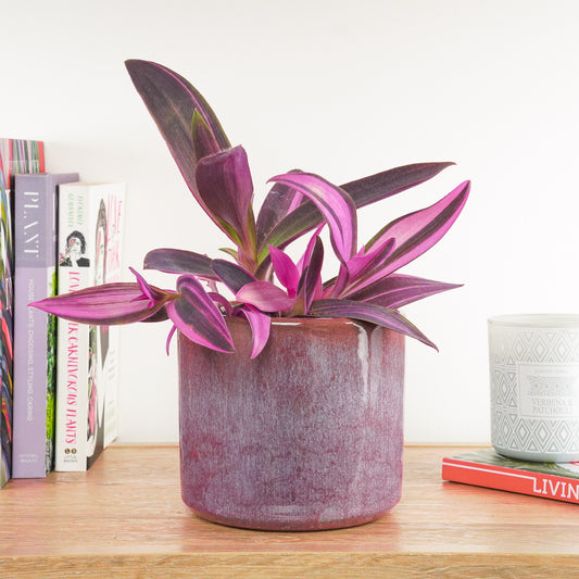 Wandering Dude | Variegated Purple Heart | Houseplant Moving Sale