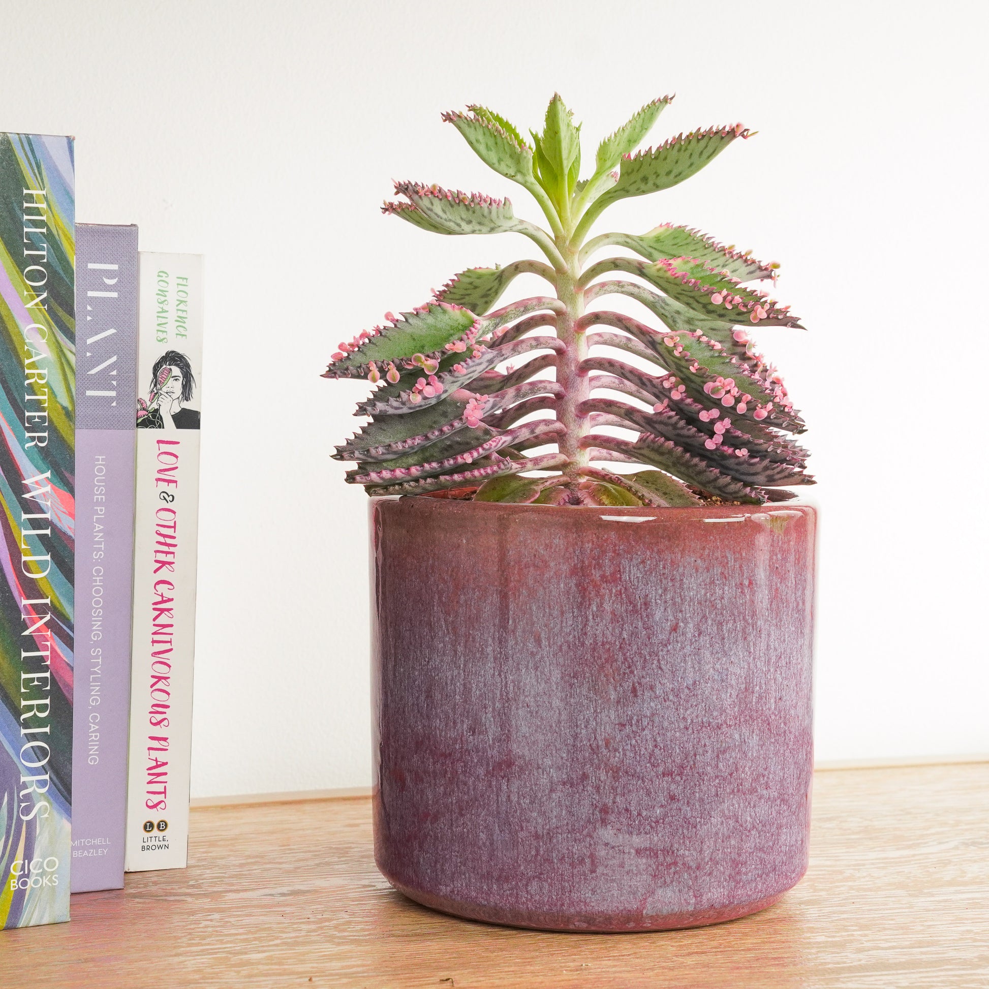 pink butterflies mother of thousands kalanchoe succulents Pink Mother Of Thousands | Pink Butterfly