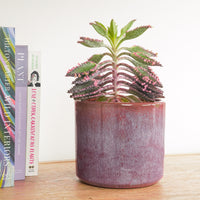 Pink Mother Of Thousands | Pink Butterfly | Hard To Find