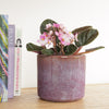 African Violet | Bicolor Blush